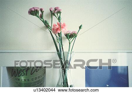 Picture - Carnation. Fotosearch