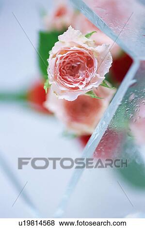 Stock Photo - Flower bouquet in glass box. Fotosearch