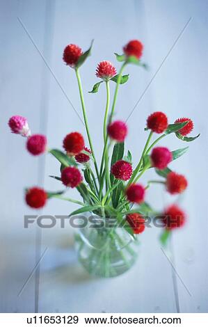 Stock Photo - Globe Amaranth. Fotosearch