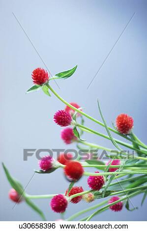 Stock Photograph - Globe Amaranth. Fotosearch