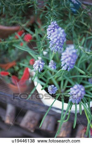 Stock Photo - Grape Hyacinth. Fotosearch