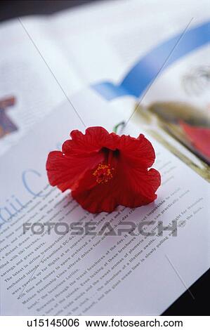 Stock Photograph - Hibiscus on book. Fotosearch