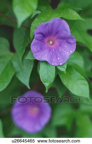 Stock Photography - Morning Glory. Fotosearch