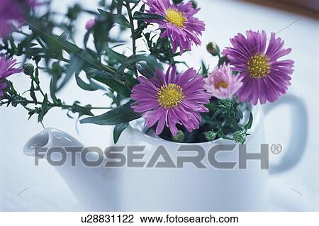 Stock Image - Perennial Aster in teapot. Fotosearch