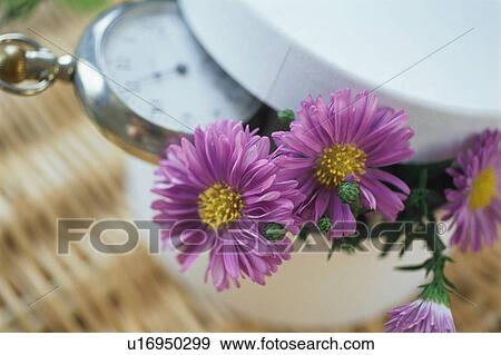 Stock Photo - Perennial Aster. Fotosearch