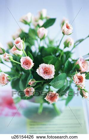Stock Photograph - Pink roses. Fotosearch