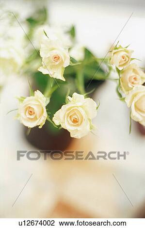 Roses View Large Photo Image Stock Image - Roses. Fotosearch