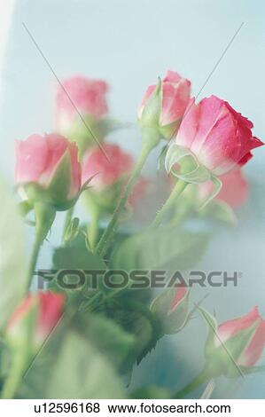 Roses View Large Photo Image Stock Photo - Roses. Fotosearch