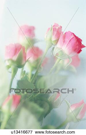 Stock Photo - Roses. Fotosearch