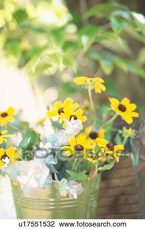 Stock Image - Rudbeckia in bucket. Fotosearch