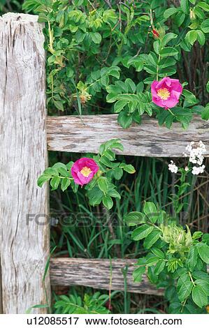 Stock Photo - Rugosa Roses. Fotosearch