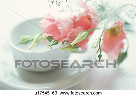 Stock Image - Russell prairie gentian. Fotosearch