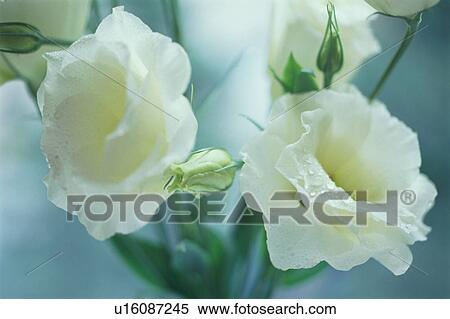 Stock Photography - Russell prairie gentian. Fotosearch