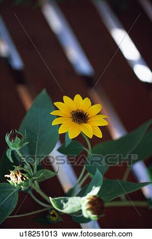 Sunflower View Large Photo Image Stock Image - Sunflower. Fotosearch