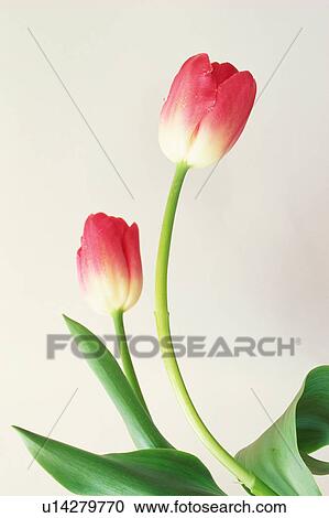 Stock Image - Tulip. Fotosearch