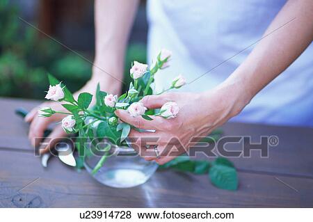 Young adult woman arranging flower View Large Photo Image Stock Photo - Young adult woman arranging flower. Fotosearch