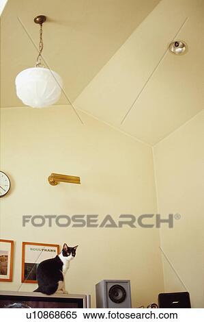 Stock Photography - Black and white cat in living room. Fotosearch