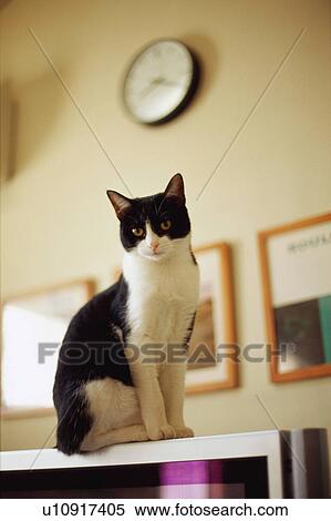 Stock Photography - Black and white cat in living room. Fotosearch