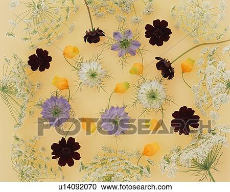 Assorted flower heads View Large Photo Image Stock Image - Assorted flower heads. Fotosearch