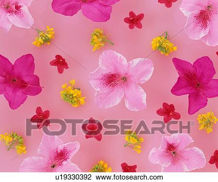 Stock Image - Assorted flower heads. Fotosearch
