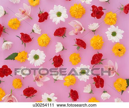 Stock Image - Assorted flower heads. Fotosearch
