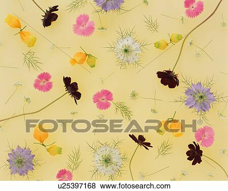 Stock Photo - Assorted flower heads. Fotosearch
