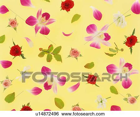 Assorted flower heads View Large Photo Image Stock Photograph - Assorted flower heads. Fotosearch