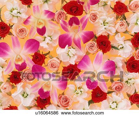 Assorted flower heads View Large Photo Image Stock Photograph - Assorted flower heads. Fotosearch