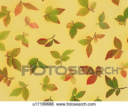 Stock Photograph - Autumn leaves. Fotosearch