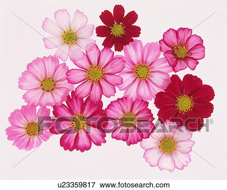 Beautiful cosmos flowers View Large Photo Image Stock Photo - Beautiful cosmos flowers. Fotosearch