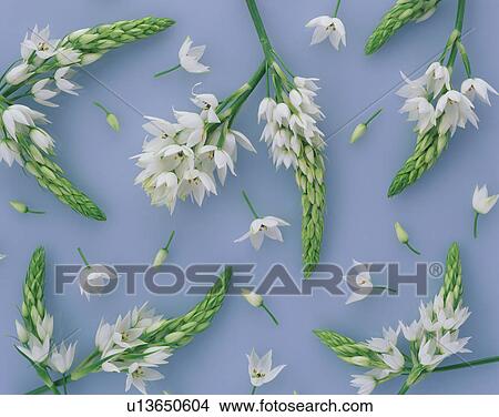 Beautiful ornithogalum View Large Photo Image Picture - Beautiful ornithogalum. Fotosearch