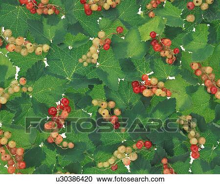 Stock Image - Berries of red currant. Fotosearch