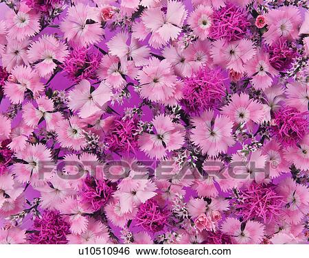 Stock Photograph - Blazing stars and gillyflowers. Fotosearch