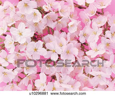 Cherry blossoms View Large Photo Image Stock Image - Cherry blossoms. Fotosearch