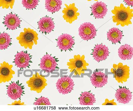 Stock Photo - China aster and wild sunflower. Fotosearch