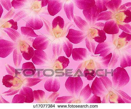 Close up of beautiful dendrobium flowers View Large Photo Image Picture - Close up of beautiful dendrobium flowers. Fotosearch