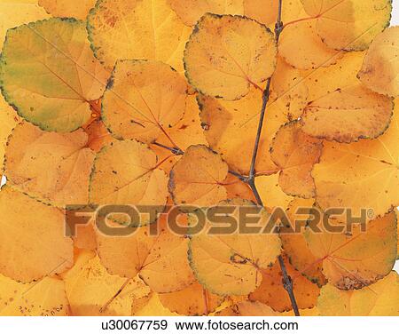 Stock Photo - Close up of dry leaves. Fotosearch