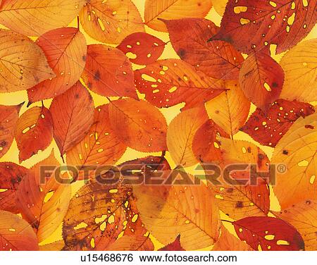 Stock Photograph - Close up of dry leaves. Fotosearch
