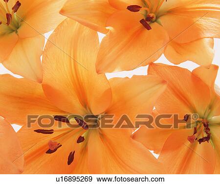 Stock Photo - Close up of orange lilies. Fotosearch