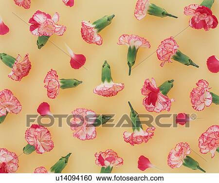 Stock Image - Cluster of carnations. Fotosearch