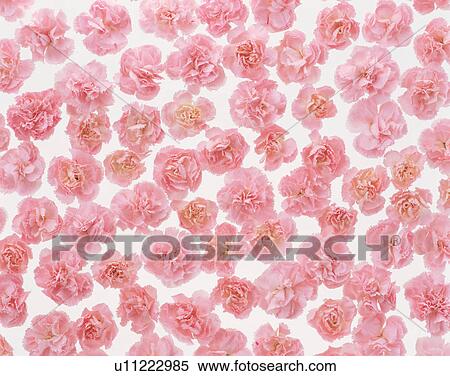 Stock Photography - Cluster of carnations. Fotosearch