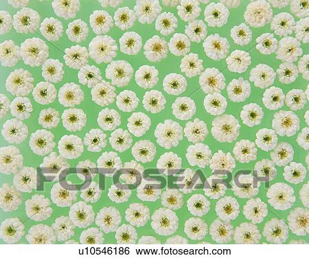 Cluster of feverfews View Large Photo Image Stock Photograph - Cluster of feverfews. Fotosearch
