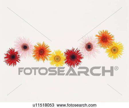 Stock Image - Colorful Gerbera flowers. Fotosearch