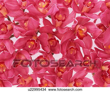 Picture - Cymbidium flowers. Fotosearch
