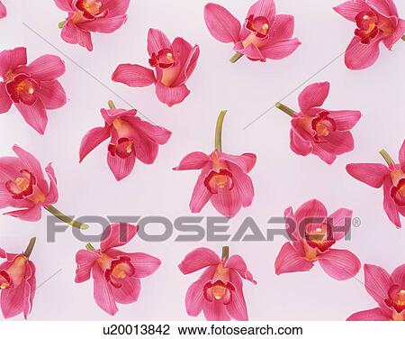 Stock Image - Cymbidium. Fotosearch