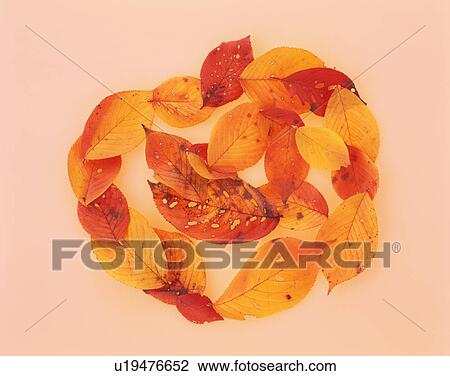 Dry leaves View Large Photo Image Stock Image - Dry leaves. Fotosearch