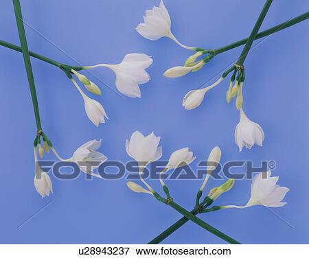 Stock Photo - Eucharis flowers. Fotosearch