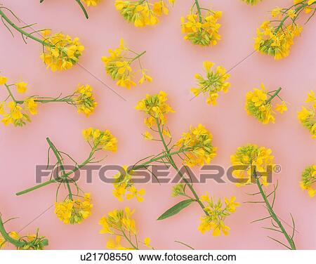 Field mustard flower against pink background View Large Photo Image Stock Image - Field mustard flower against pink background. Fotosearch