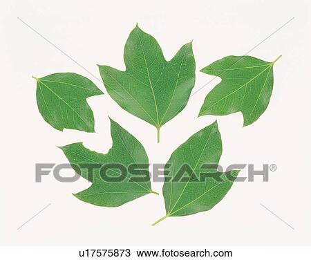 Stock Image - Five green leaves. Fotosearch