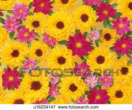 Stock Photo - Florists chrysanthemum and China aster. Fotosearch